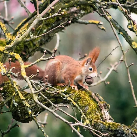 Ledergerber Lägenhet