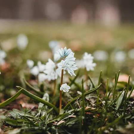 Ledergerber Lägenhet Bodman-Ludwigshafen