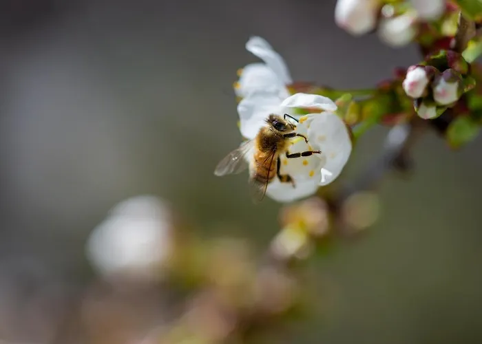 Ledergerber Lägenhet *