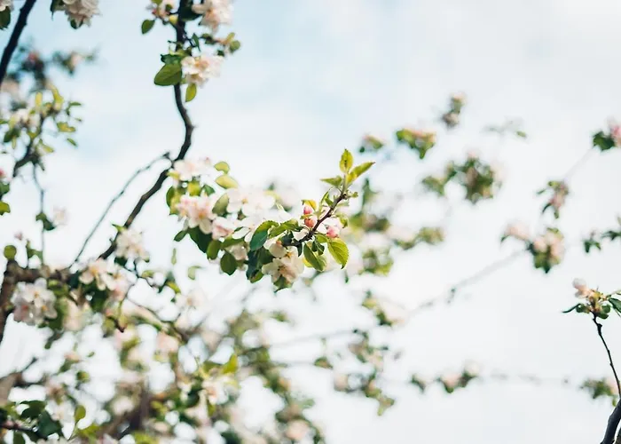 Ledergerber Lägenhet Bodman-Ludwigshafen
