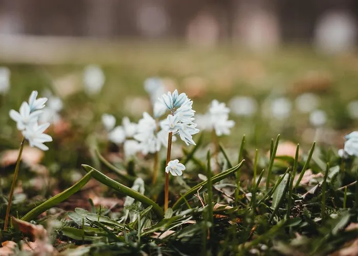Ledergerber Lägenhet Bodman-Ludwigshafen